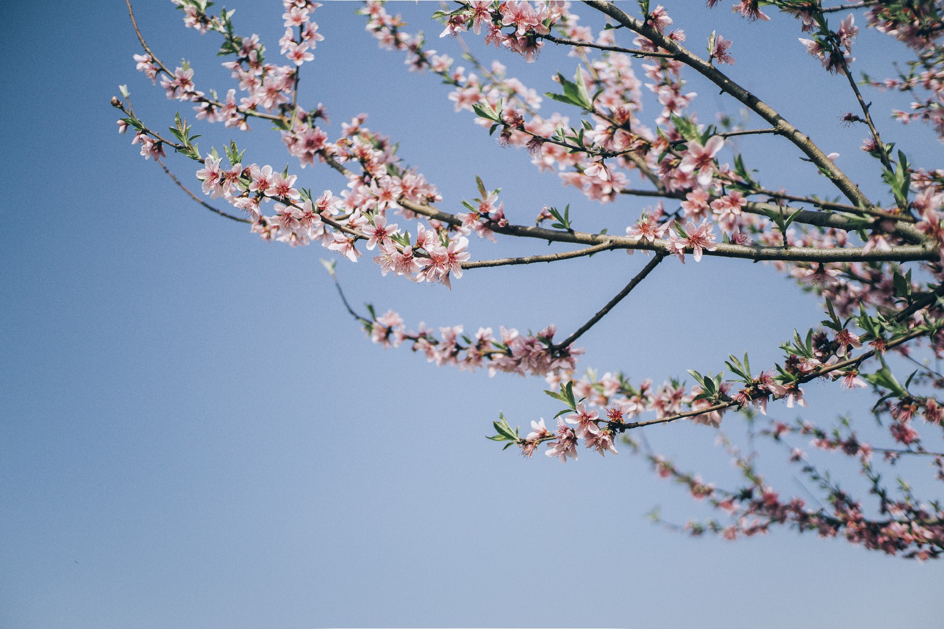 桃花